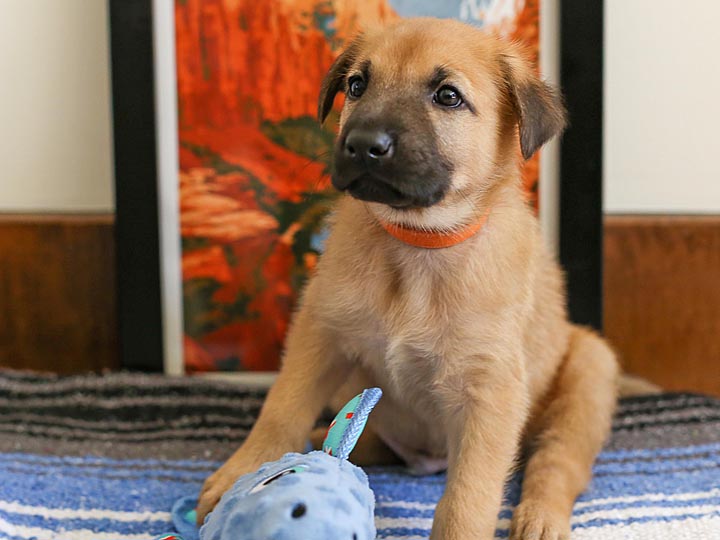 chinook puppy